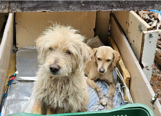 Polícia Ambiental resgata cães abandonados