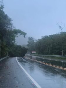 Árvore bloqueia meia pista da Rio-Santos em Ubatuba