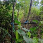 *POLÍCIA AMBIENTAL LOCALIZA ARMAS E INDÍCIOS DE CAÇA