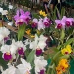 Caraguatatuba abre 46ª exposição de orquídeas