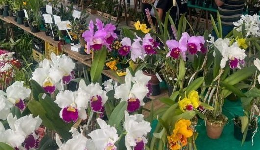 Caraguatatuba abre 46ª exposição de orquídeas