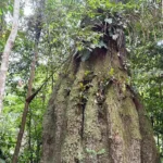 Sete em cada dez parlamentares rejeitam agenda ambiental