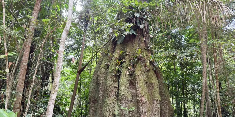 Sete em cada dez parlamentares rejeitam agenda ambiental