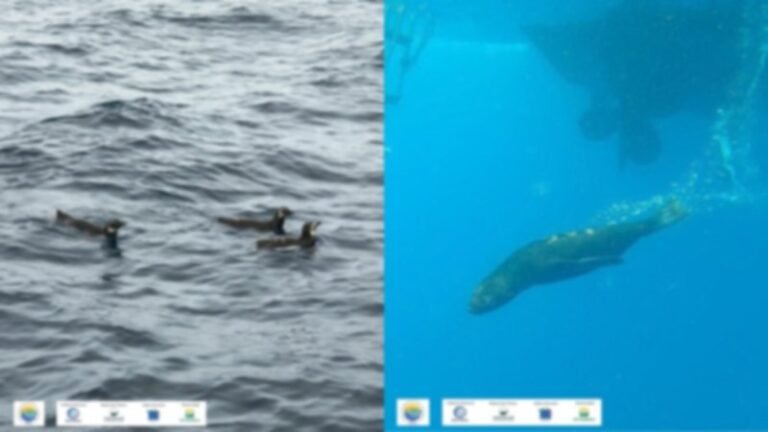 Pinguins e lobo-marinho resgatados são devolvidos ao mar