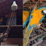 PM Ambiental segue canto de araras