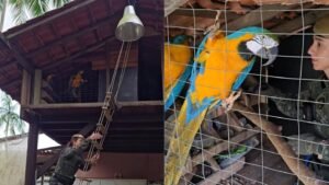 PM Ambiental segue canto de araras