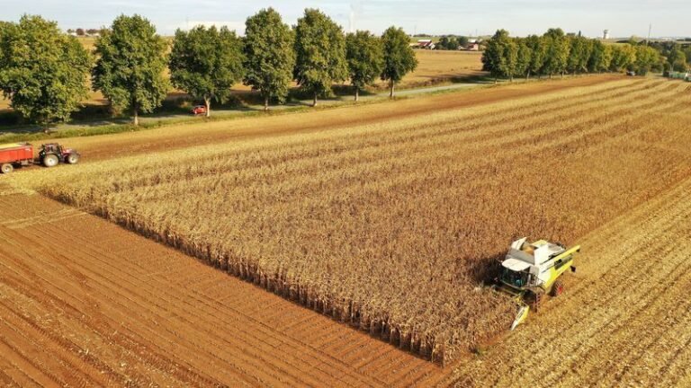 França reduz previsão da safra de milho