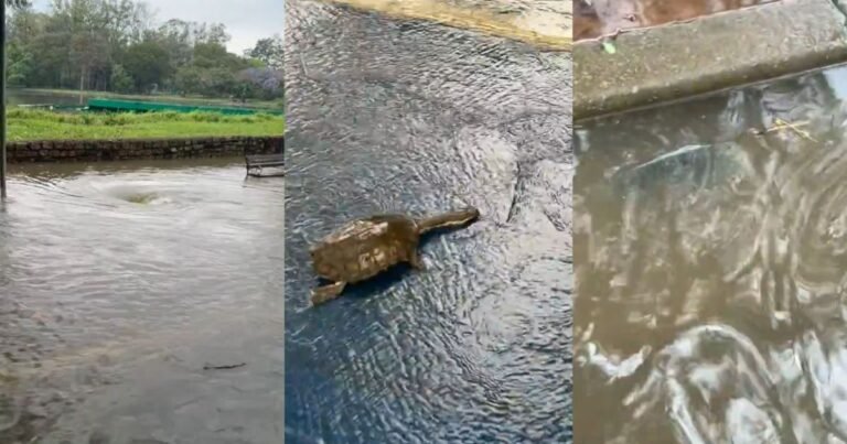 Lagos do Ibirapuera transbordam e peixes se espalham