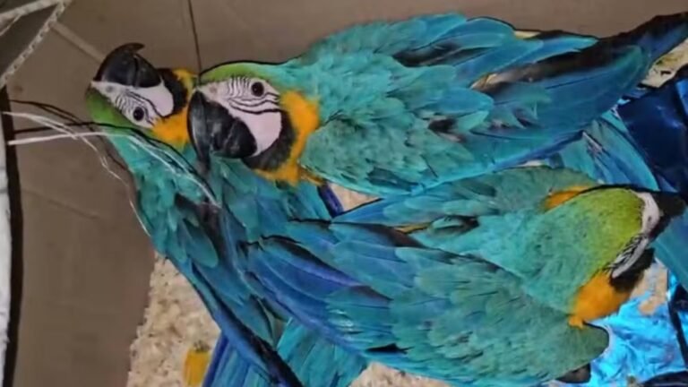 Quatro pessoas são presas com araras-canindé amarradas dentro