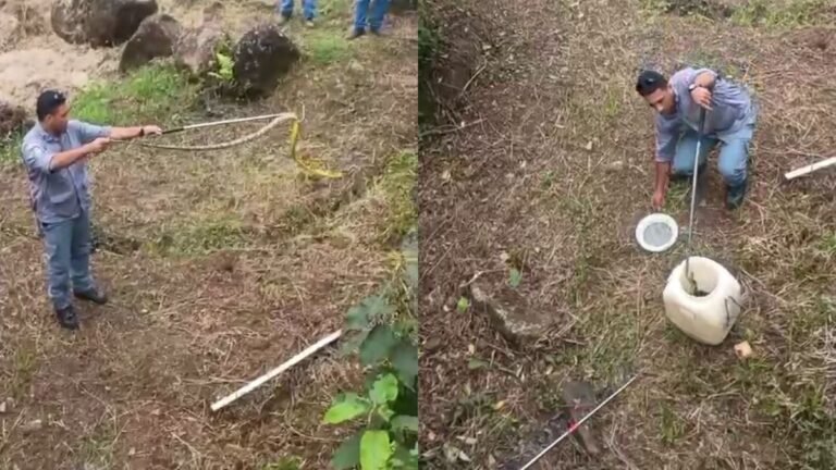 Bombeiros resgatam serpente caninana em torre de transmissão