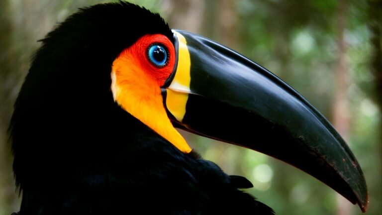 Tucano-de-bico-preto é eleito Ave Símbolo de São Sebastião após