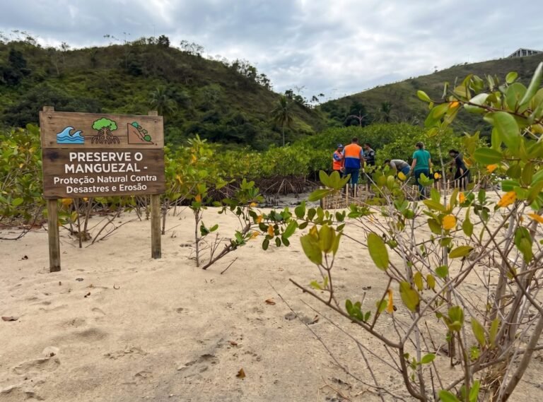 Manguezais de Caraguatatuba protegem a biodiversidade e ajudam