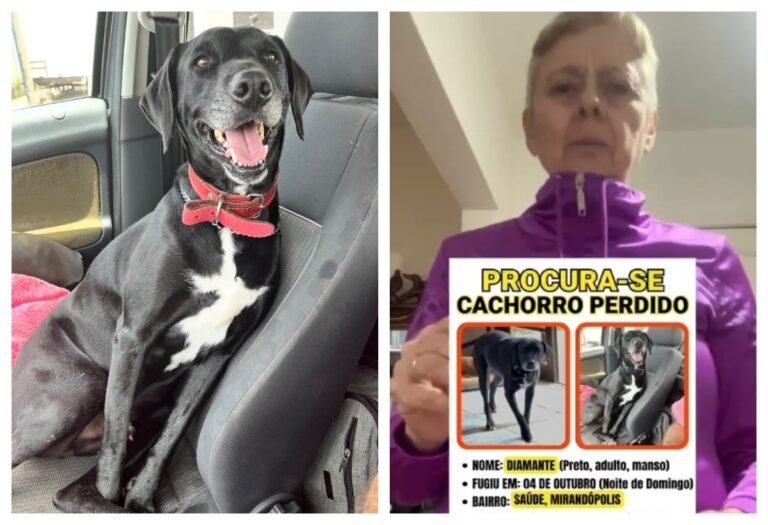 Família procura por cachorro ‘Diamante’